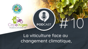 Épisode 10 - La viticulture face au changement climatique