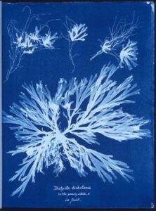 cyanotype